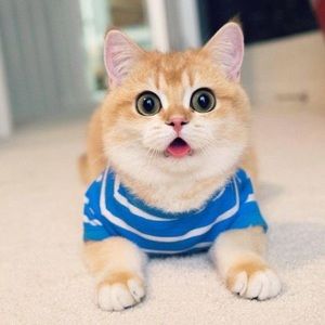 Meet your Posher, Thanh